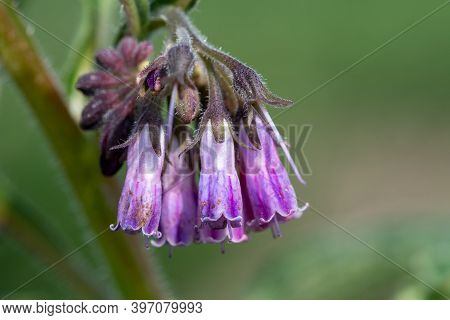 Common Comfrey (symphytum Officinale)