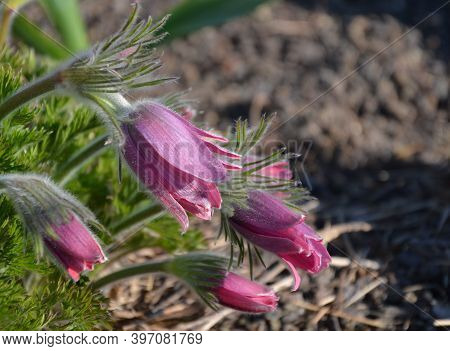 Spring Flower With Dense White Hair Called Pasque Flower Pulsatilla Vulgaris Rubra Buds And Leaves I