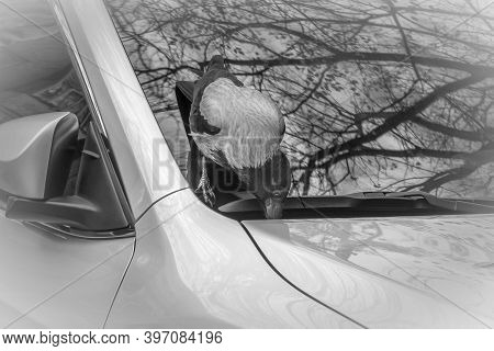 Craw On Car Is Trying To Pull Out Old Leaf For Food. Black And White Image.