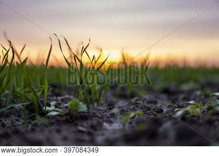 Close Up Young Green Wheat Seedlings Growing In A Soil On A Field In A Sunset. Close Up On Sprouting