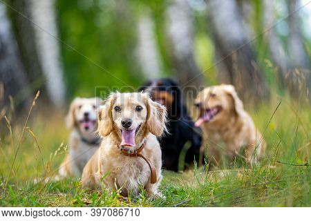 Small Breed Dogs Running Outdoor. Happy Walk Of Dogs. Dogs On Nature Backgound. Small Breeds.