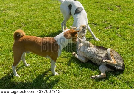 Basenji Male Dog And White Mixed Breed Bigger Male Dog Playing With Black  Mixed Breed Female Dog On