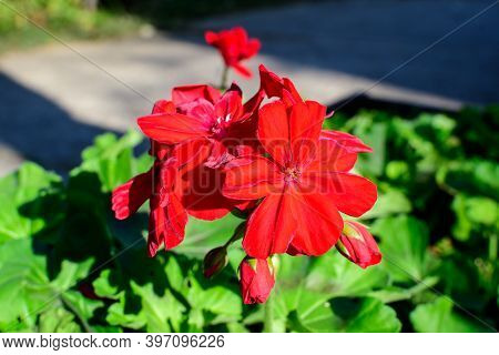 Small Vivid Red Pelargonium Flowers, Known As Geraniums, Pelargoniums Or Storksbills, And Fresh Gree