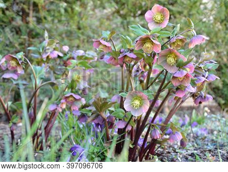 Black Hellebore Heleborus Niger Blooms In March And Have Deep Purple Petals