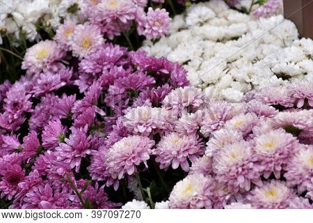 Flowers Photographed In The Monasteries Of Meteora (greece)