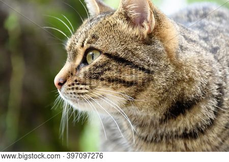 Cat Photographed In The Monasteries Of Meteora (greece)
