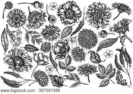 Vector Set Of Hand Drawn Black And White Poppy Flower, Gerbera, Sunflower, Milkweed, Dahlia, Veronic