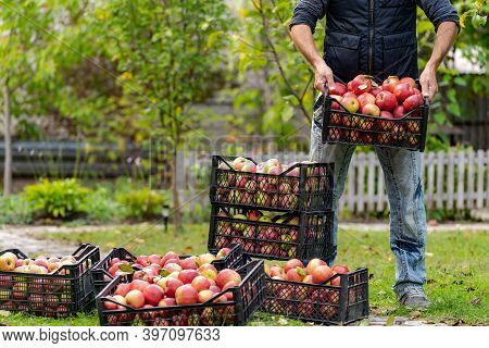 Farmer Man Or Gardener Picking Box Of Fresh Organic Appkes. Basket With Red Apples In Hands At Sunse