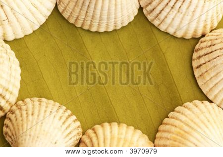 Sea Shell teema