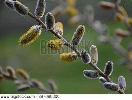 Salix Irrorata Produces A Slightly Thinner, Erect Shrub, Especially White Even Blue White Shoots. Sm