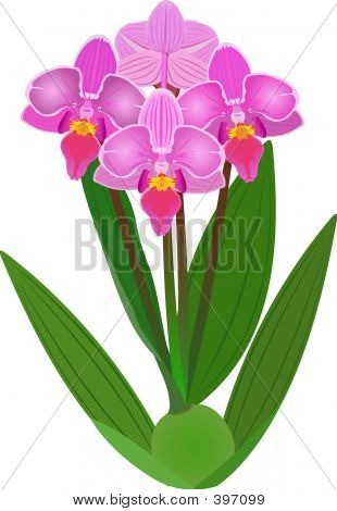 Orchidej