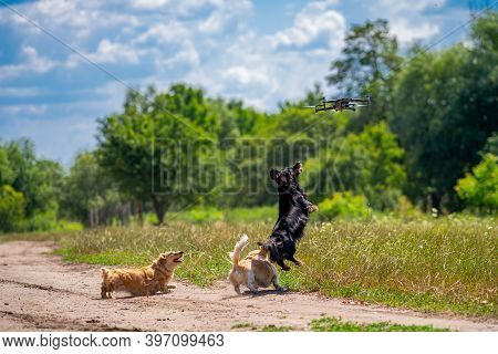 Cheerful And Cute Group Of Small Breed On Nature Background. Animals And Dogs.