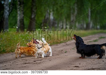 Cute Fluffy Dog Running Outdoor. Happy Walk Of A Dog. Dog Playing In Field. Small Breeds.