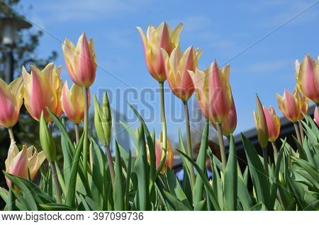 A Flower Cannot Blossom Without Sunshine, And We Cannot Live Without Love