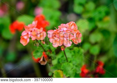 Small Vivid Pink Pelargonium Flowers, Known As Geraniums, Pelargoniums Or Storksbills, And Fresh Gre