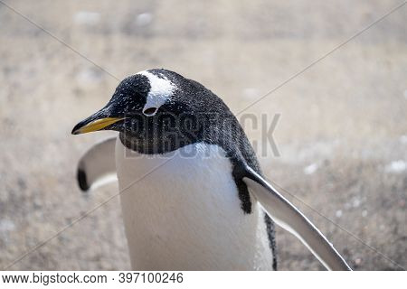 The Gentoo Penguin Pygoscelis Papua Is A Penguin Species In The Genus Pygoscelis