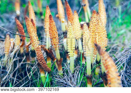 Fungus Flowers , Plants And Grass In The Autumn . Pleuricospora Plants Details