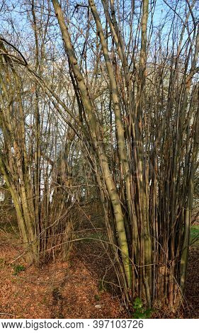 Hazel Shrub Corylus Avellana Has A Lot Of Straight Branches Suitable For Making Bow And Arrow Rods O