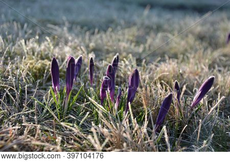 Crocus In Field A Bunch Of Crocuses Frostbitten In The Early, Violet Color Morning With The Morning 