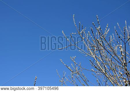 Yellow Flowers Salix Caprea Willow On Background Of Blue Sky In March
