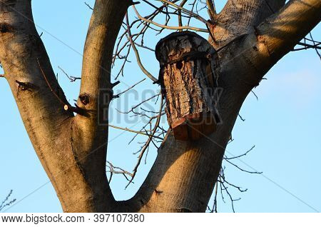 A Bird Nesting Box Made Of A Piece Of Hollow Walnut Tree Is The Easiest Way To Build. Just Drill The