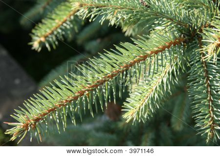 Spruce