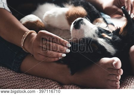 Little Puppy Of Bernese Mountain Dog On Hands Of Fashionable Girl With A Nice Manicure. Animals, Fas