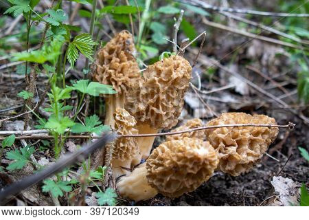 Morchella, The True Morels, Is A Genus Of Edible Sac Fungi Closely Related To Anatomically Simpler .