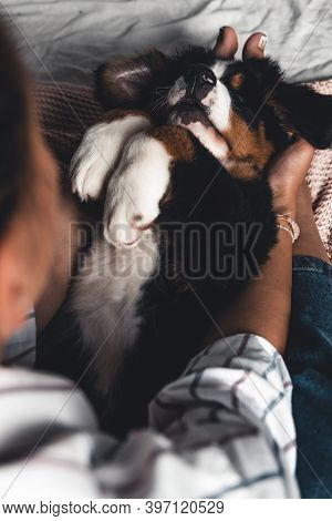 Little Puppy Of Bernese Mountain Dog On Hands Of Fashionable Girl With A Nice Manicure. Animals, Fas