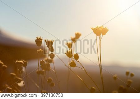 Beautiful Scene With Grass And Sunset Sun