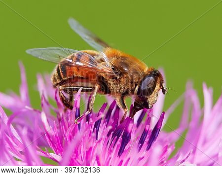 European species of hoverfly (epistrophe eligans) on purple flower