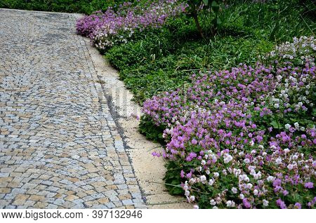 Geranium Dalmaticum Park Garden With Rich Flora Of Pink And Fairy Low Perennials Sidewalks Of Cubes 