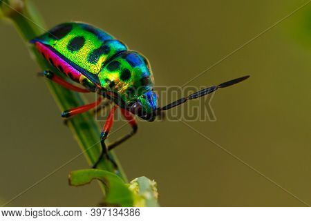 Colorful Of Jewel Beetle Green Lady Bug On Leaf In Nature Background At Thailand, Close Up Green Ins
