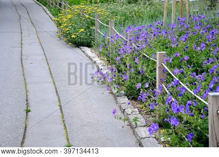The Flowering Flower Bed In The City Park Blooms Here With Blue And Yellow Flowers, Which Are Separa