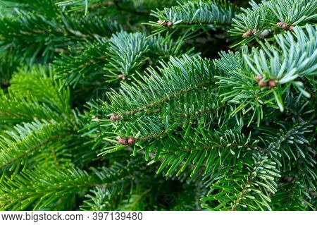 Plantation Of Evergreen Nordmann Firs, Christmas Tree Growing Ourdoor