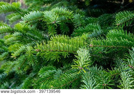 Plantation Of Evergreen Nordmann Firs, Christmas Tree Growing Ourdoor