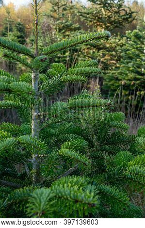 Plantation Of Evergreen Nordmann Firs, Christmas Tree Growing Ourdoor