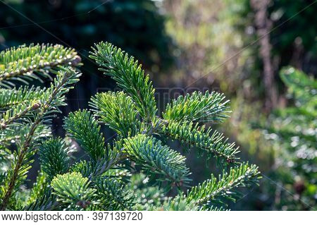 Plantation Of Evergreen Nordmann Firs, Christmas Tree Growing Ourdoor