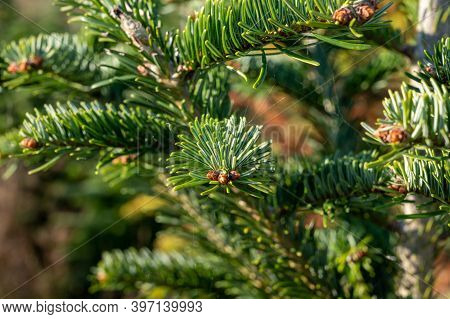 Plantation Of Evergreen Nordmann Firs, Christmas Tree Growing Ourdoor
