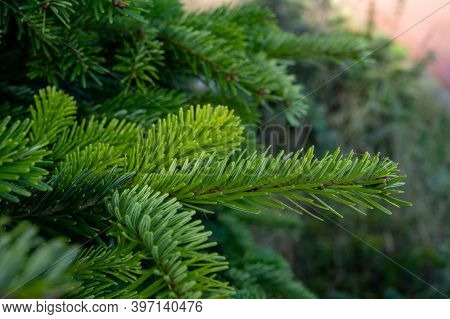 Plantation Of Evergreen Nordmann Firs, Christmas Tree Growing Ourdoor