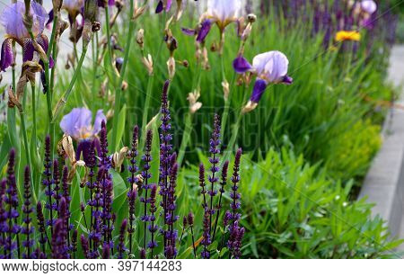 The Flowerbed Between The Sidewalk And The Roadway Of The Street Is Planted With Flowers Of Purple A