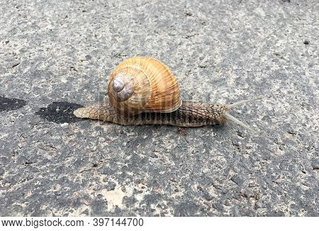 Small Garden Snail In Shell Crawling On Wet Road, Slug Hurry Home. Snail Slug Consist Of Edible Tast