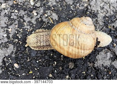 Small Garden Snail In Shell Crawling On Wet Road, Slug Hurry Home. Snail Slug Consist Of Edible Tast