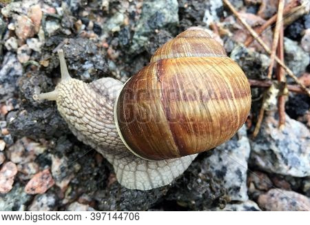 Small Garden Snail In Shell Crawling On Wet Road, Slug Hurry Home. Snail Slug Consist Of Edible Tast