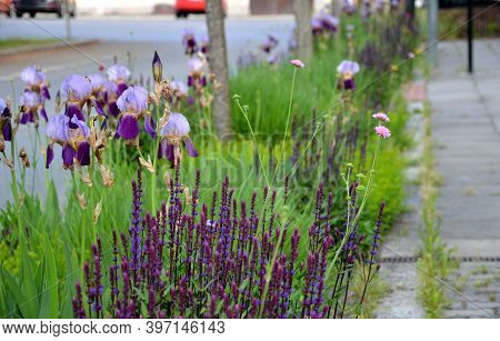 The Flowerbed Between The Sidewalk And The Roadway Of The Street Is Planted With Flowers Of Purple A