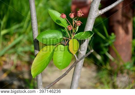 Amelanchier Leavis Bush Detail Of Twis Fruit Of The Toadstool And Fresh Leaves Close Up