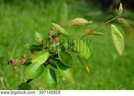Amelanchier Leavis Bush Detail Of Twis Fruit Of The Toadstool And Fresh Leaves Close Up