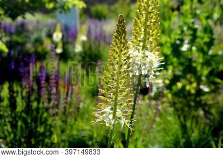 Salvia Nemorosa Eremurus Stenophyllus Prairie Flower Bed With Large Sage Perennials And Tall Yellow 