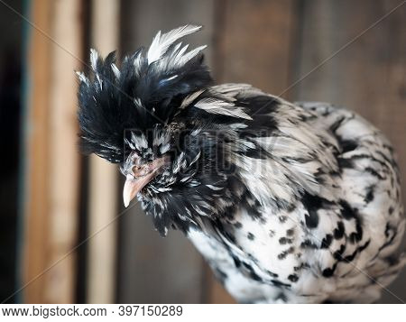 Pavlovskaya Silver Chicken. Portrait Of An Exotic Bird