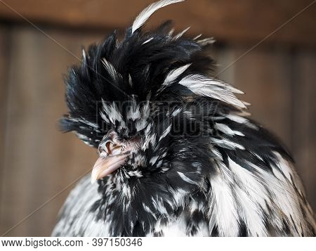 Pavlovskaya Silver Chicken. Portrait Of An Exotic Bird